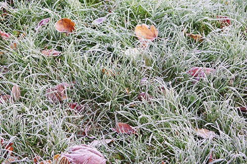 Frosty Grass and Leaves