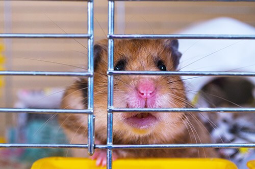 Gerbil in Gerbil Cage