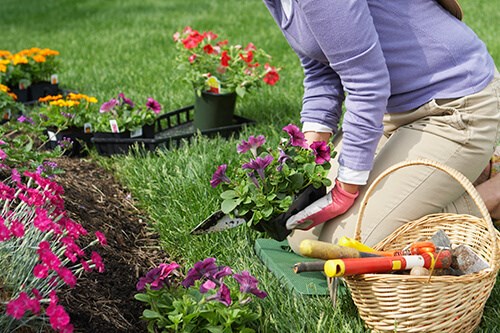 Gardener Kneeling On Cushion Planting Flowers