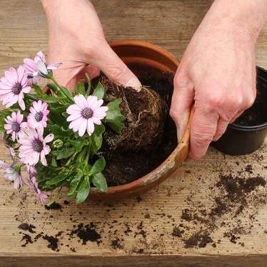 Man with plant pot