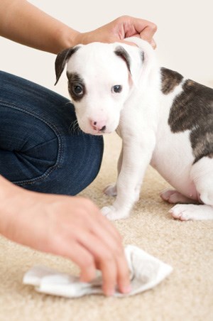 How to clean to dog stains