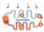 The Cooling Process Of The Fridge Freezer